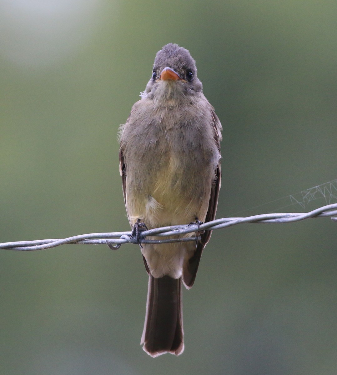 Greater Pewee - ML191764881