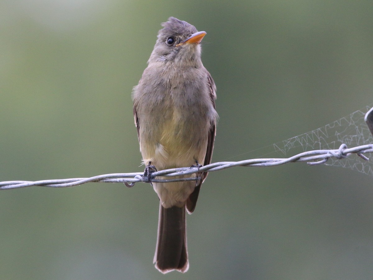 Greater Pewee - ML191764891