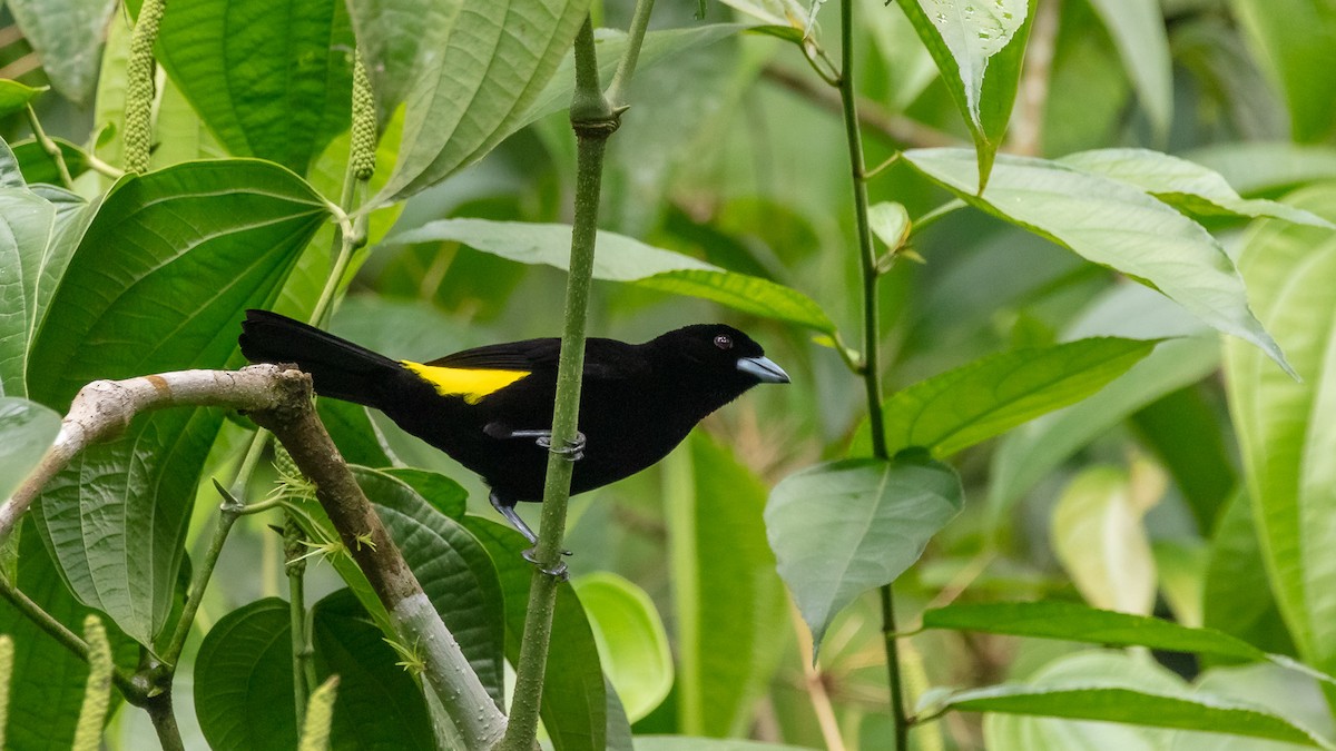 Flame-rumped Tanager - ML191769291