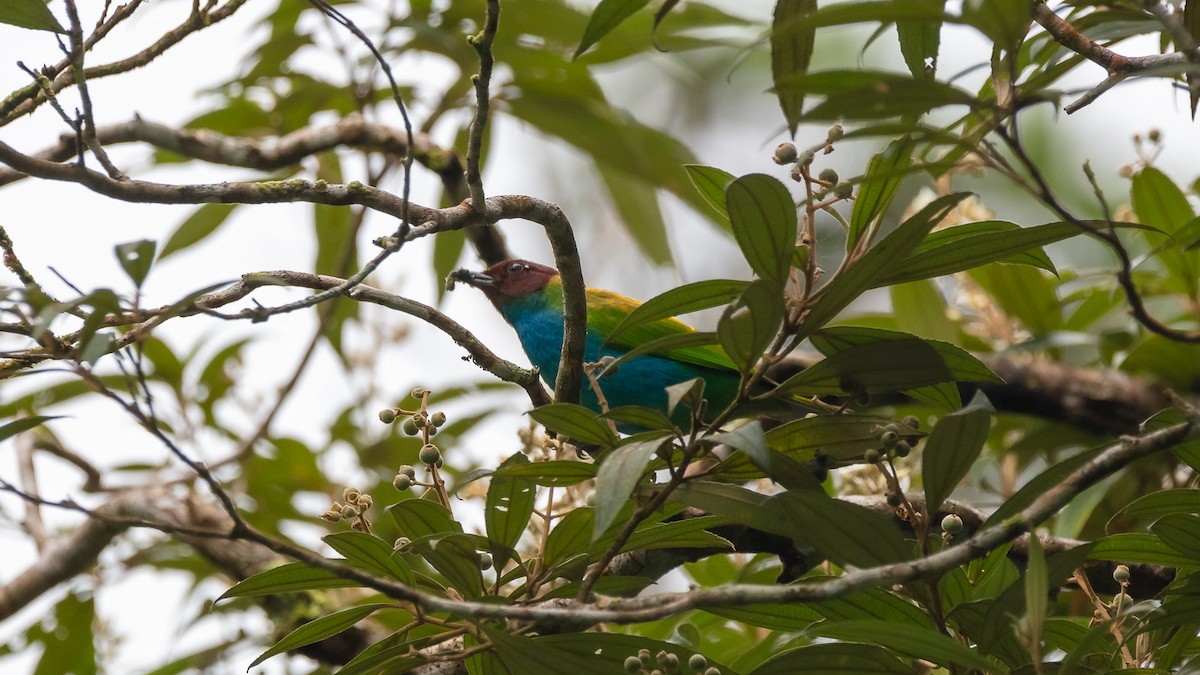 Bay-headed Tanager - ML191769941