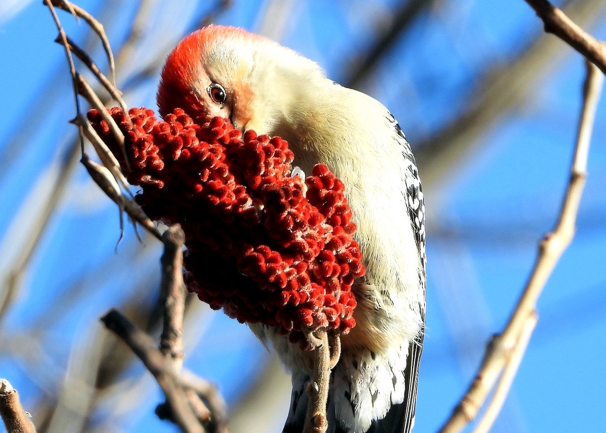 Red-bellied Woodpecker - Cindy  Ward
