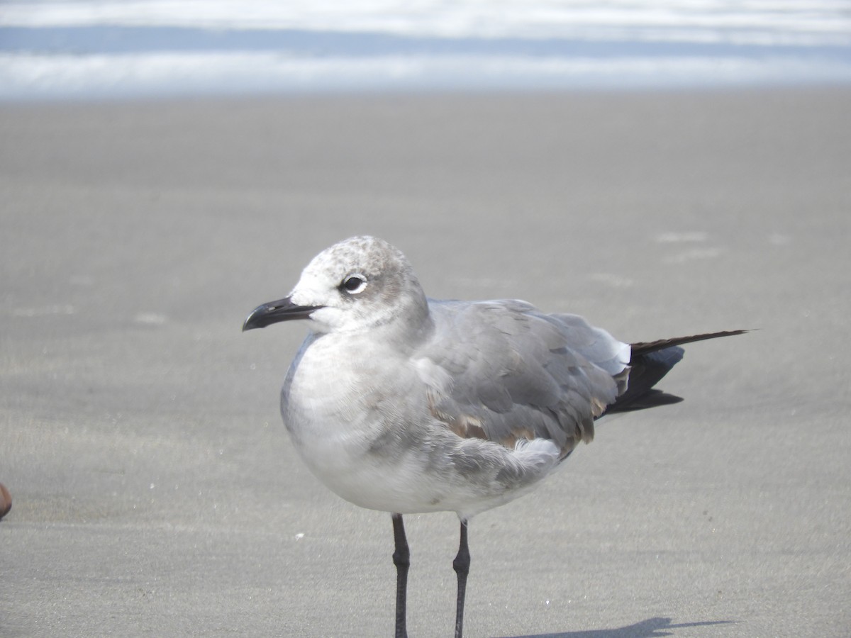 Laughing Gull - Cliff Cordy