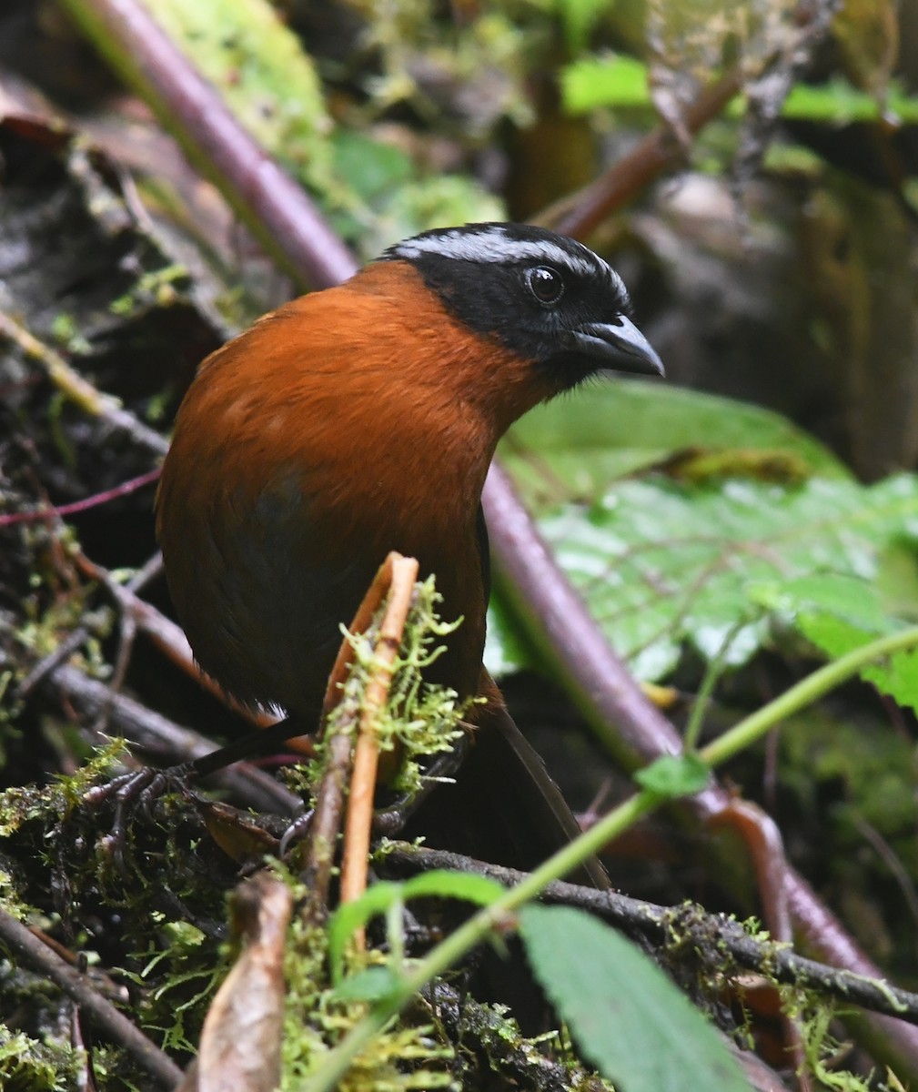 Tanager Finch - ML191772451