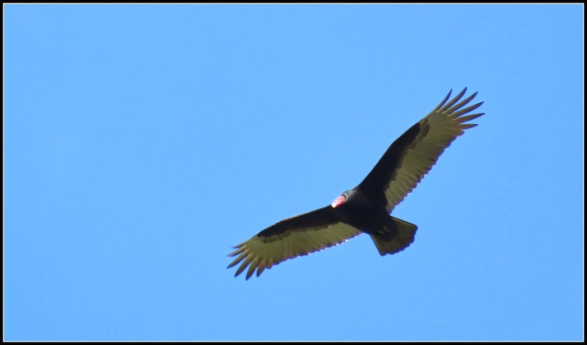 Turkey Vulture - ML191773471