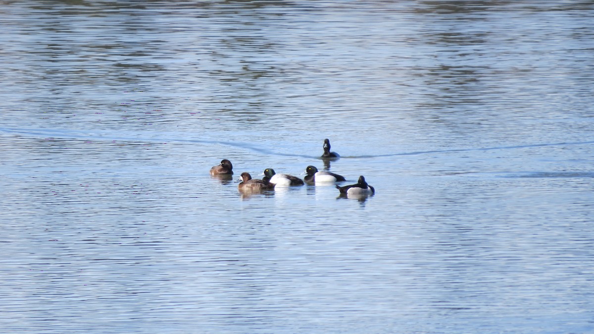 Greater Scaup - ML191775661