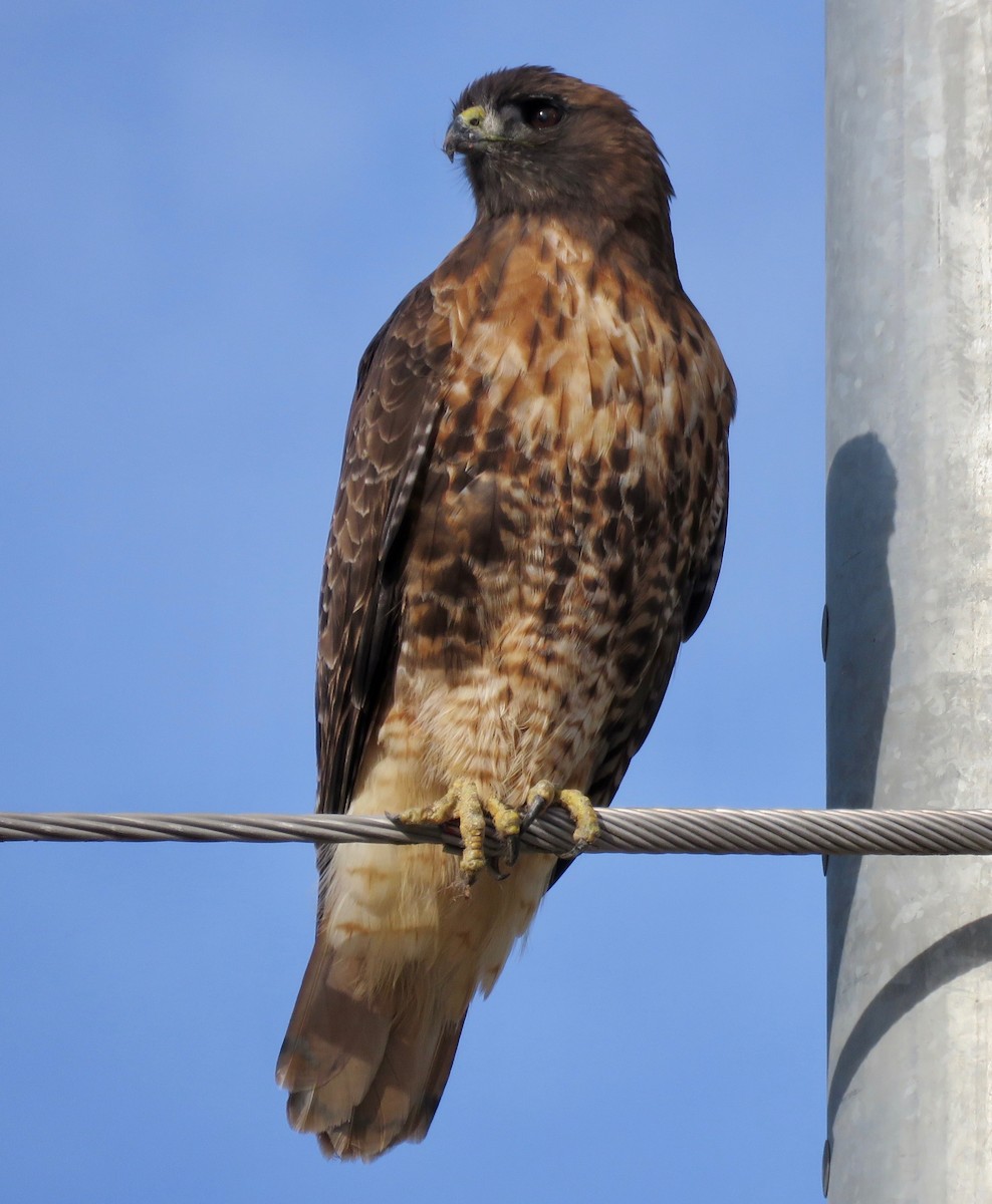 Red-tailed Hawk - ML191777111