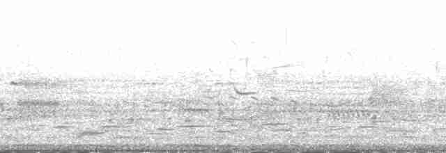Snowy Plover (nivosus) - ML191780