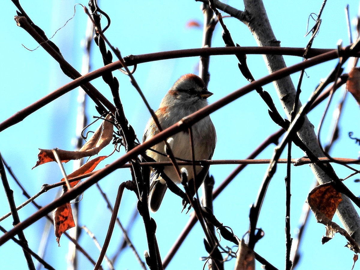 American Tree Sparrow - ML191780041