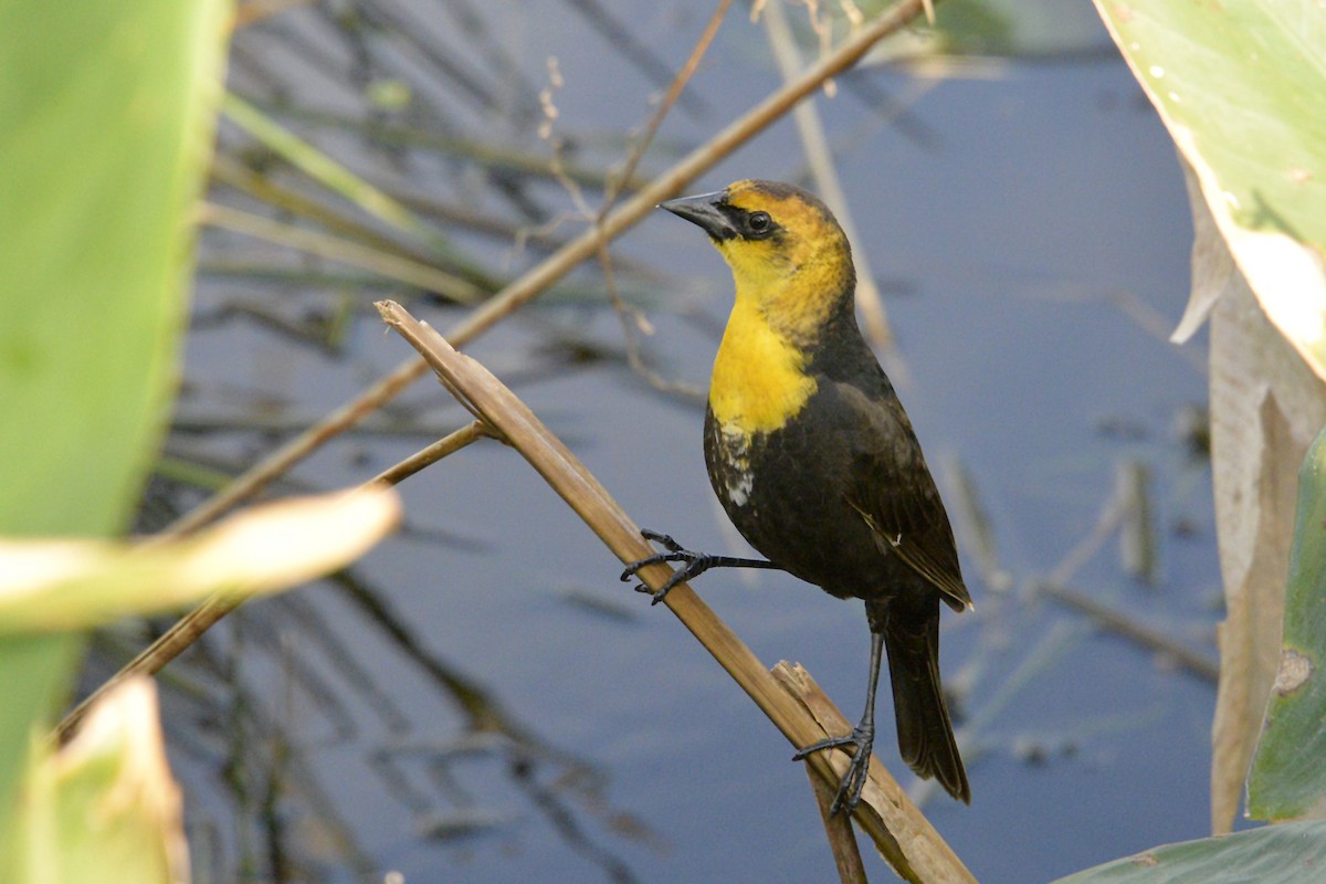 Yellow-headed Blackbird - Daniel Irons