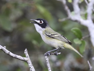  - Black-capped Vireo