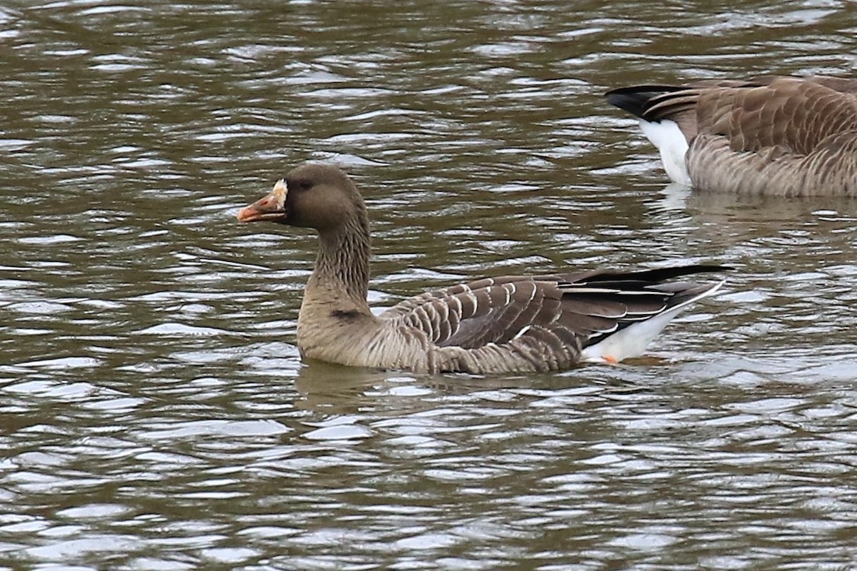 Greater White-fronted Goose - D Harvey