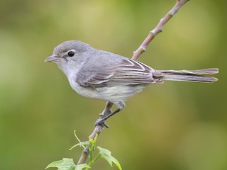 Bell's Vireo - Vireo bellii - Birds of the World