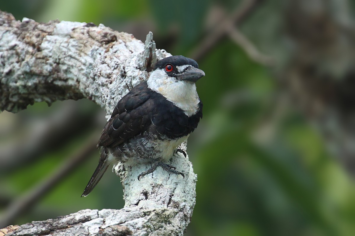 Guianan Puffbird - Estevão Freitas Santos
