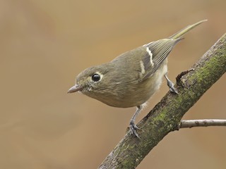  - Hutton's Vireo