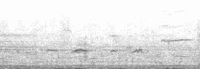 Snowy Plover (nivosus) - ML191785