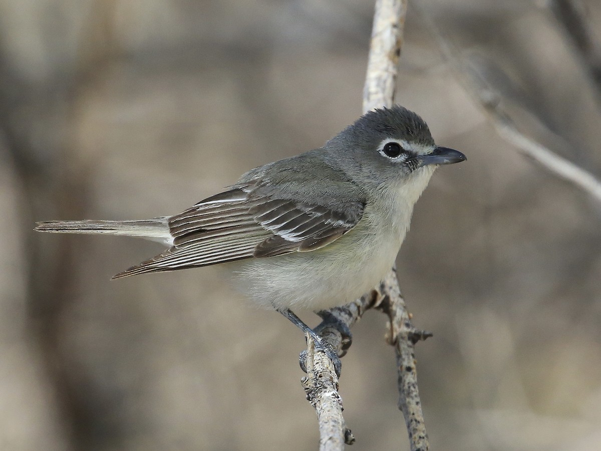 Plumbeous Vireo - Vireo plumbeus - Birds of the World