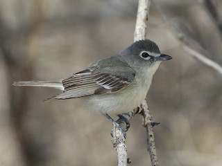  - Plumbeous Vireo