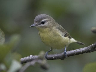  - Philadelphia Vireo