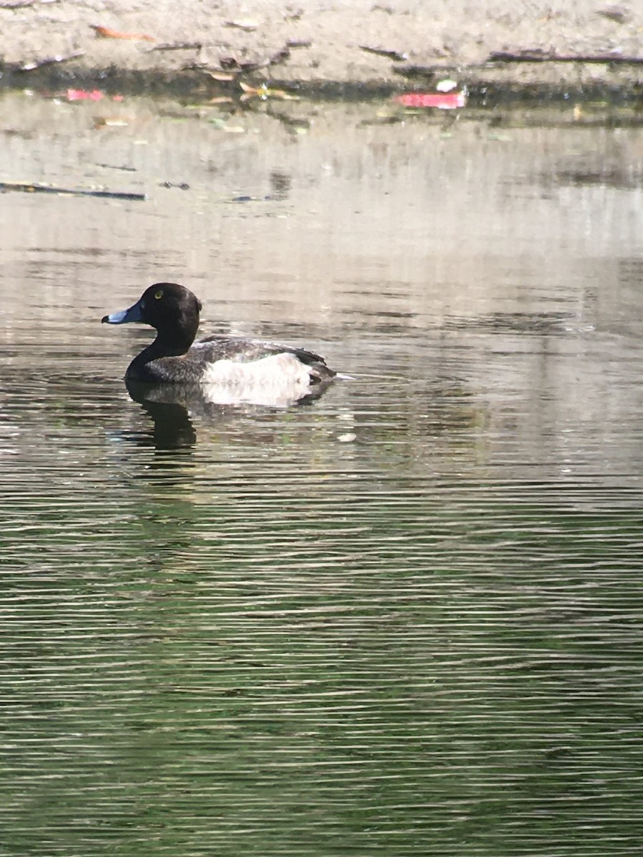 Tufted Duck - Larry Maurin