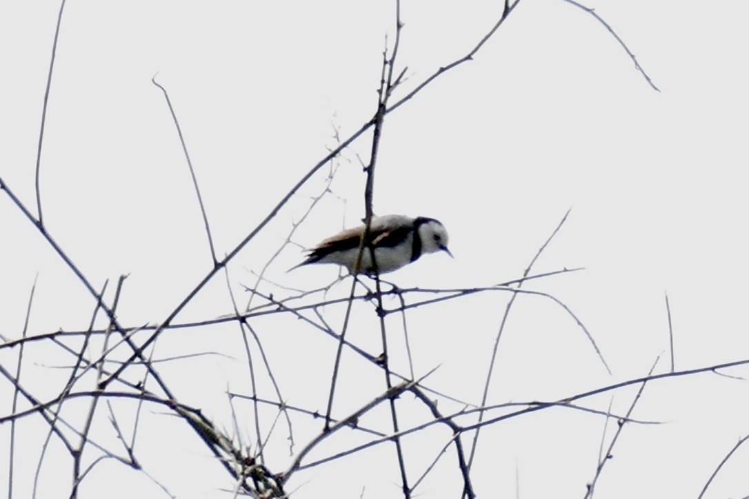 White-fronted Chat - ML191791471
