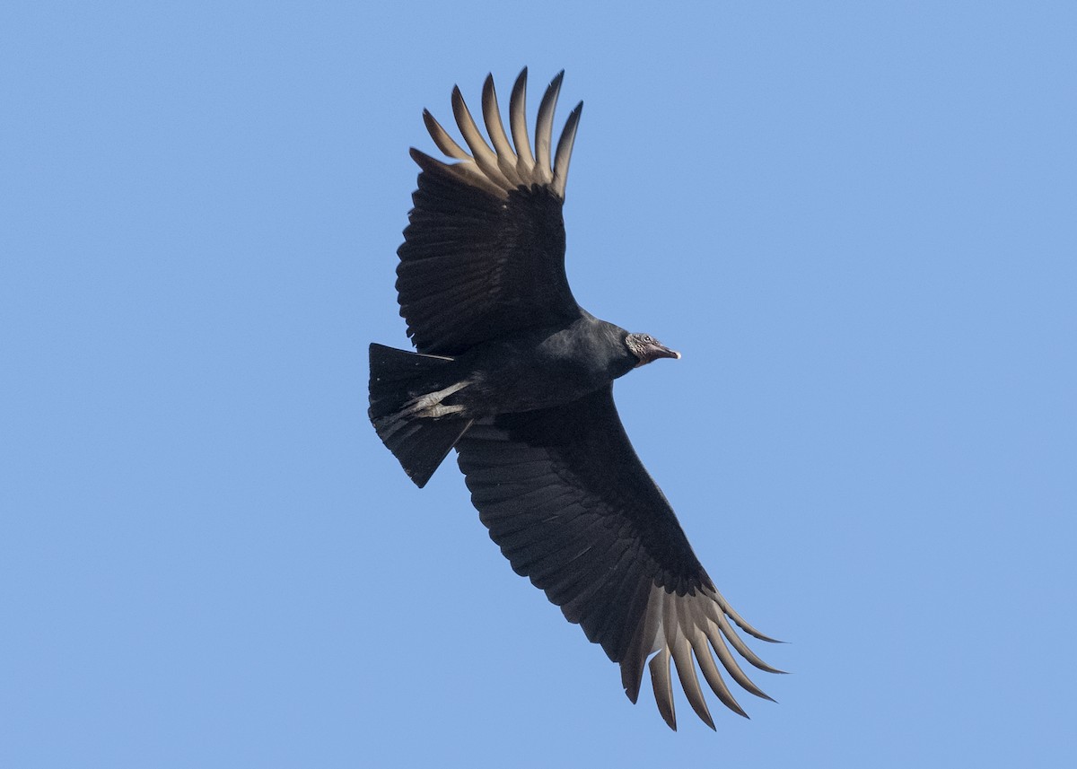 Black Vulture - Michael Linz