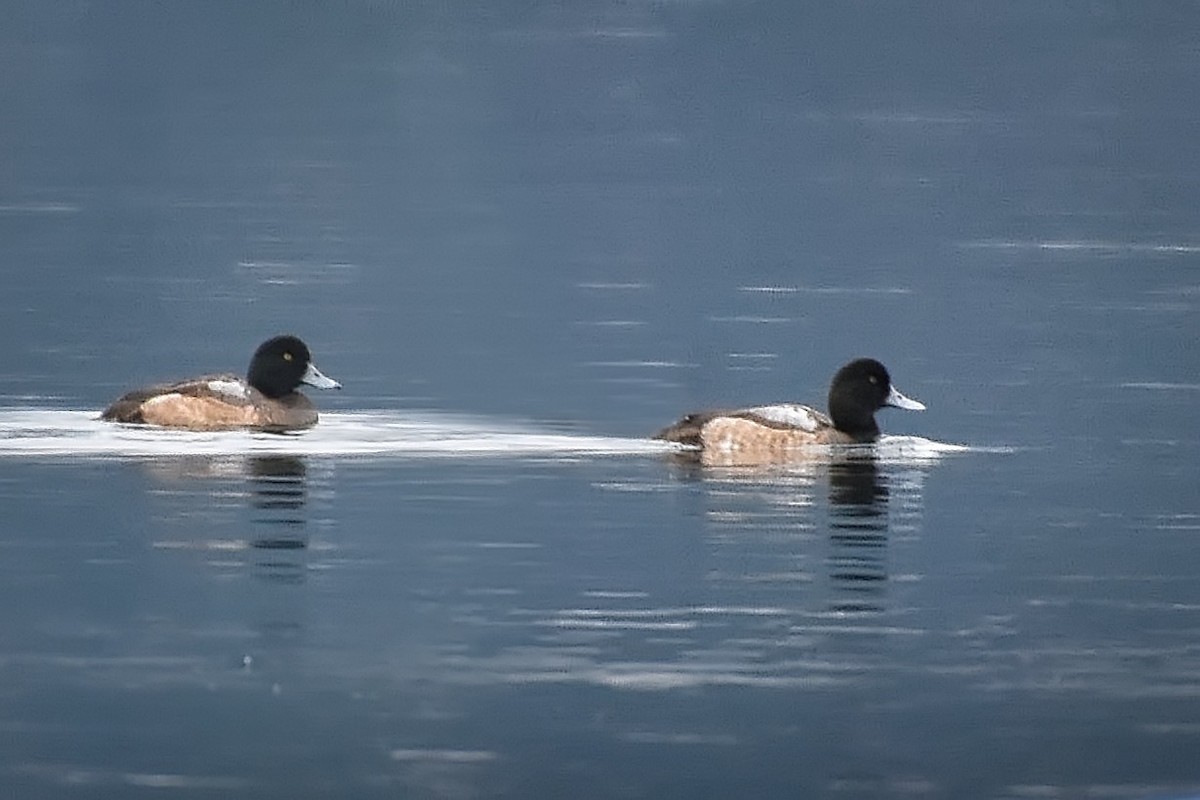 Greater Scaup - Roger Beardmore