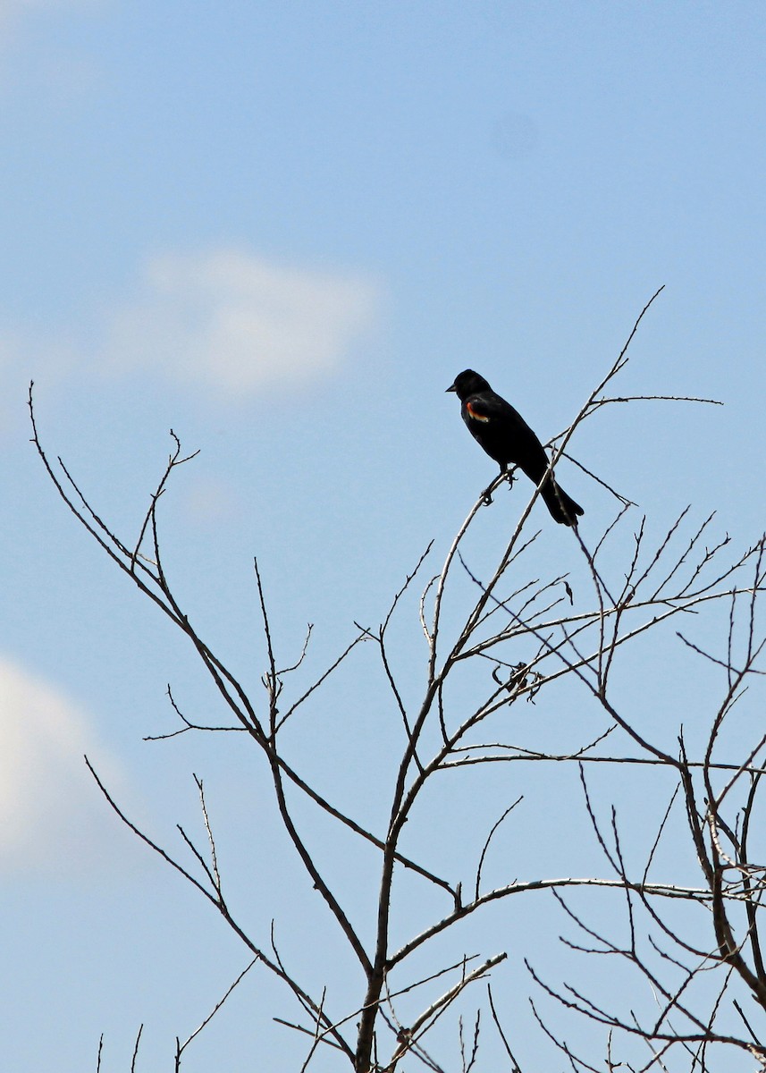 Red-winged Blackbird - Robin Brinkman