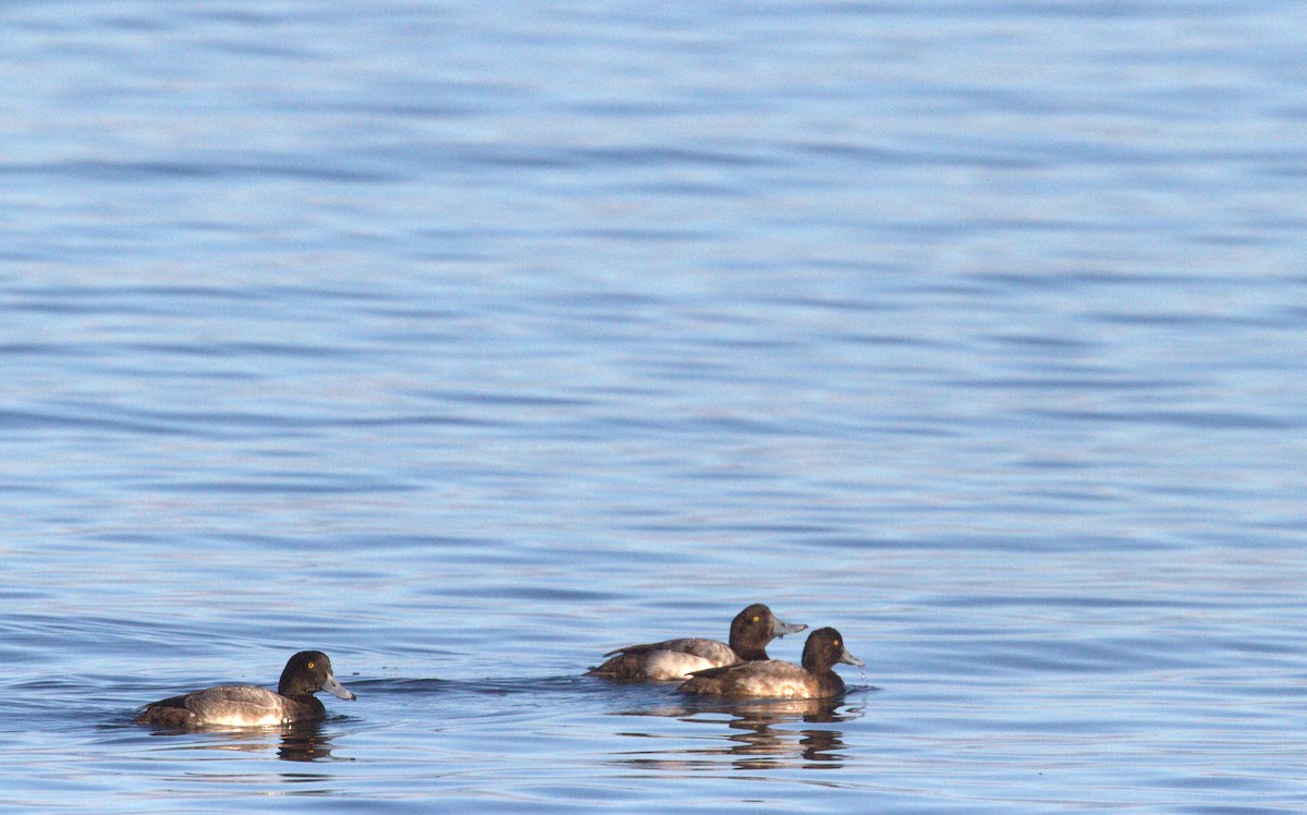 Greater Scaup - ML191793541