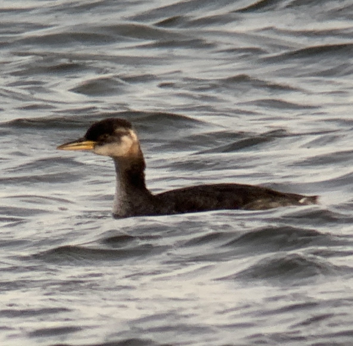 Red-necked Grebe - ML191796071