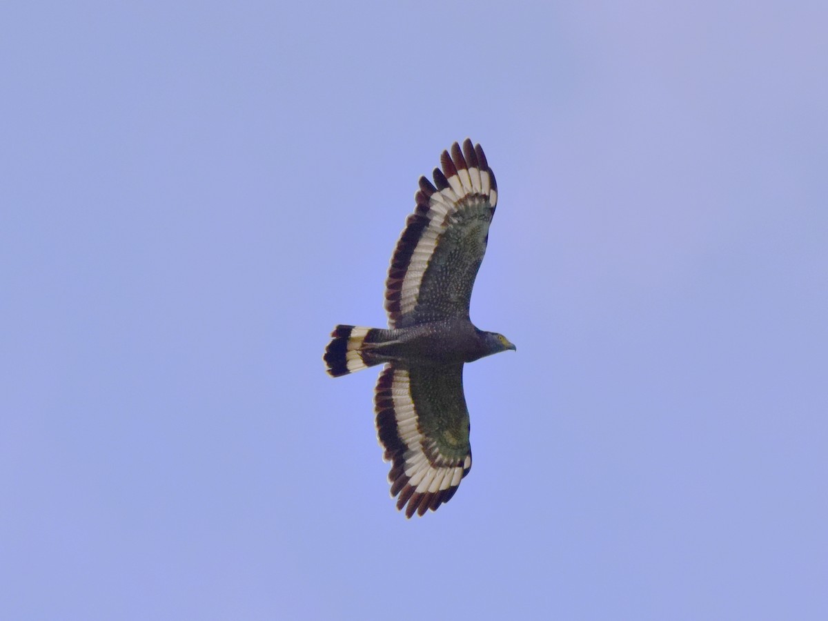 Crested Serpent-Eagle - Shafeeq Wilson
