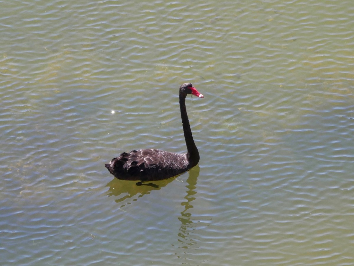 Black Swan - ML191800571