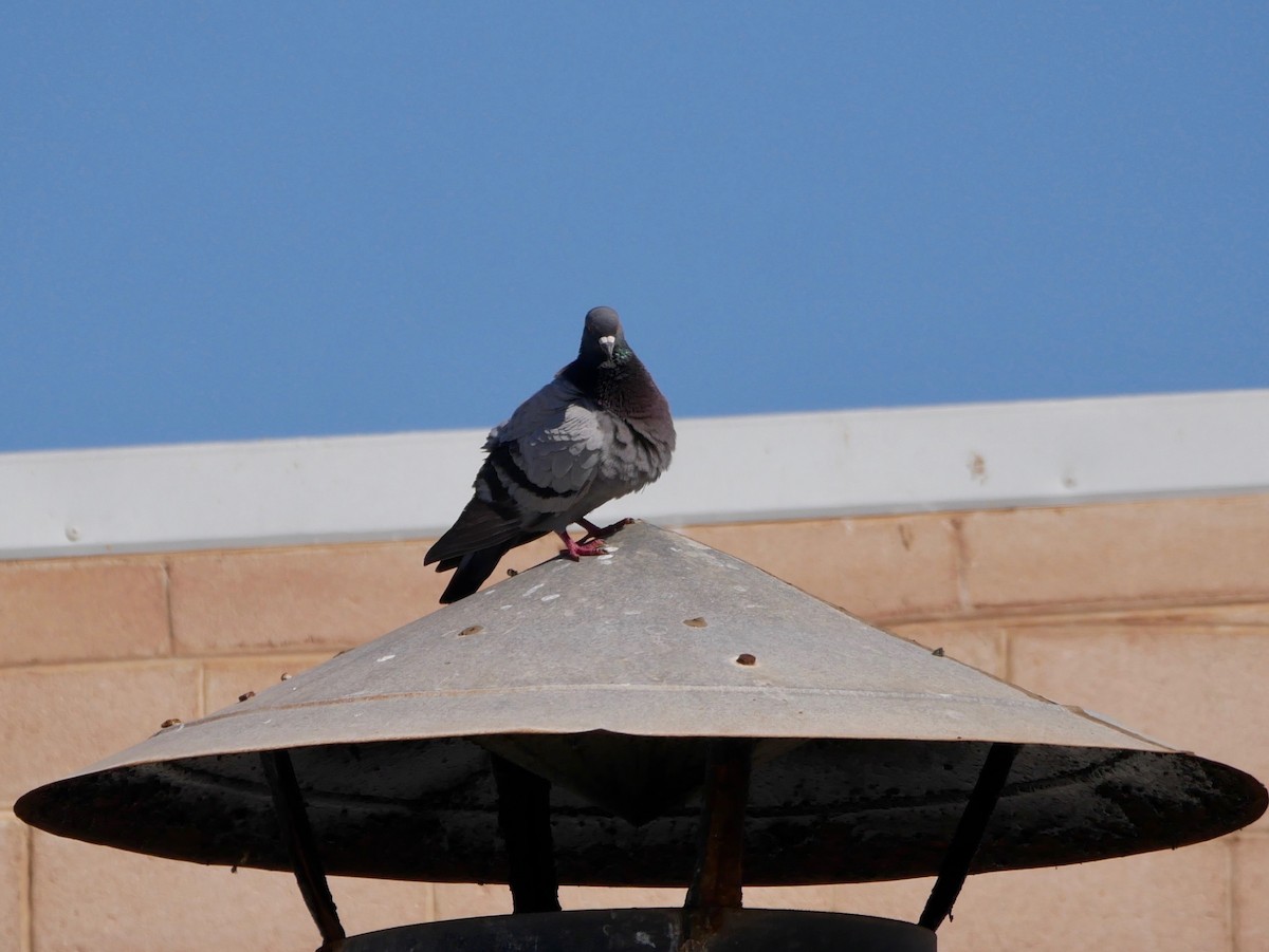 Rock Pigeon (Feral Pigeon) - ML191806501