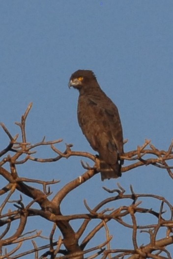 Brown Snake-Eagle - Cathy Pasterczyk