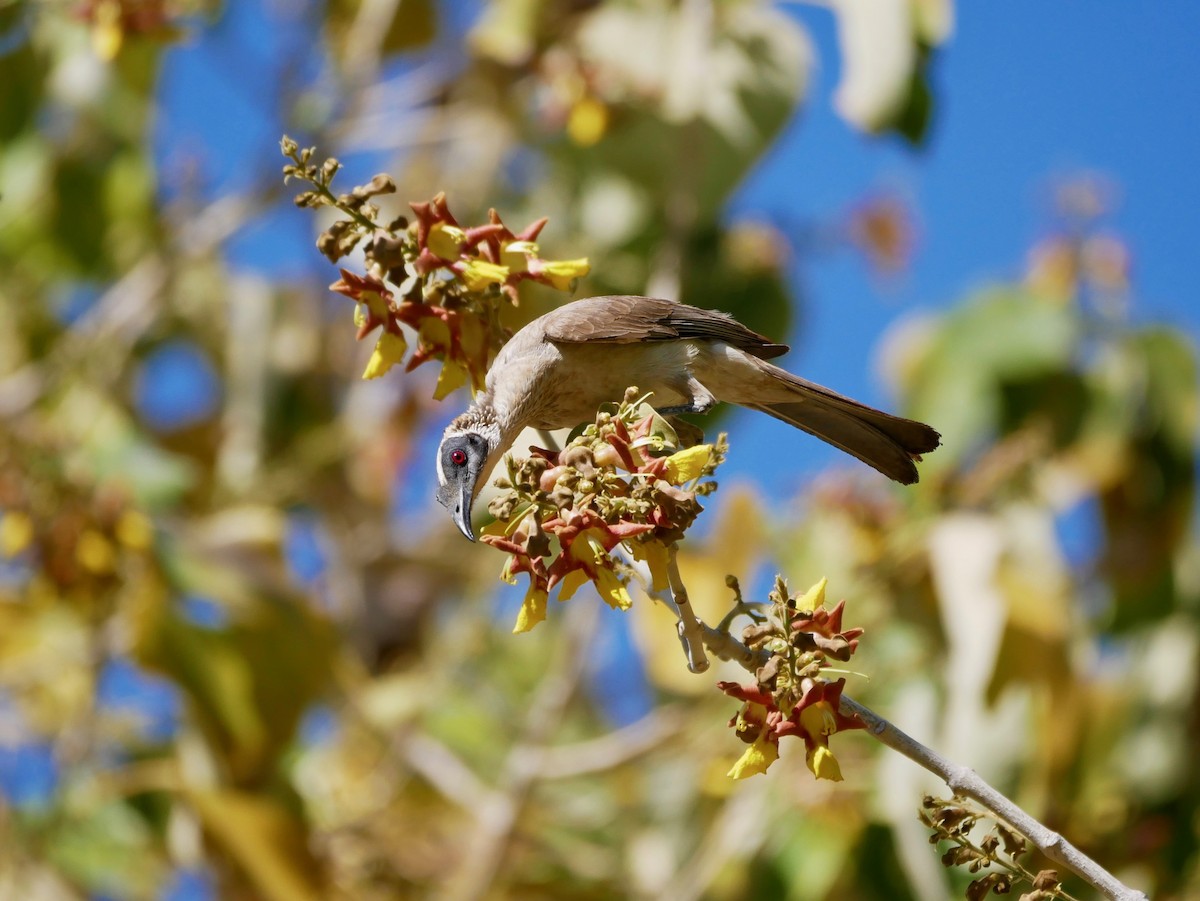Silver-crowned Friarbird - ML191811571