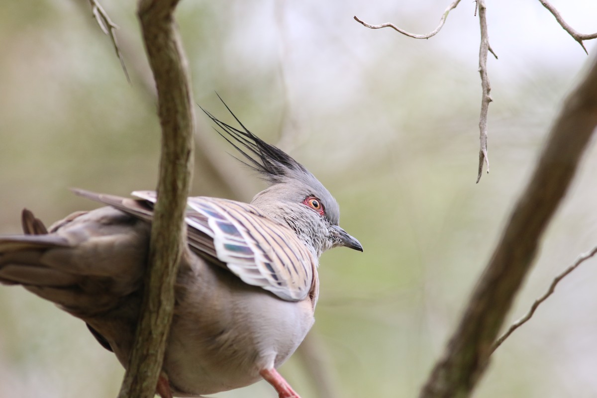 Crested Pigeon - ML191811761