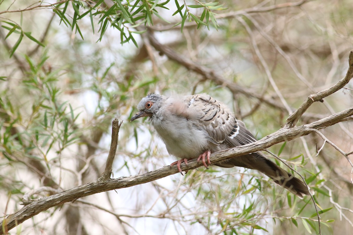 Crested Pigeon - ML191811781