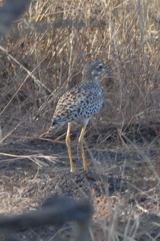 Spotted Thick-knee - ML191812691