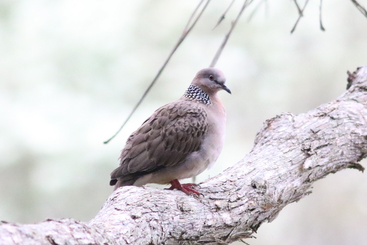 Spotted Dove - Fadzrun A.