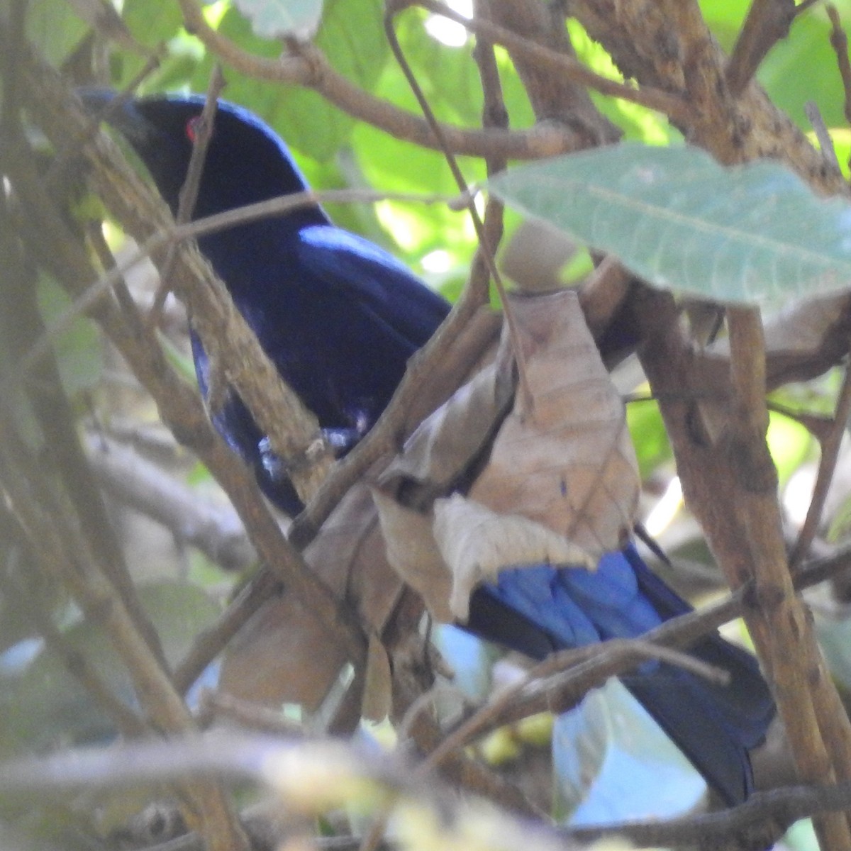 Asian Fairy-bluebird - Manoj Karingamadathil