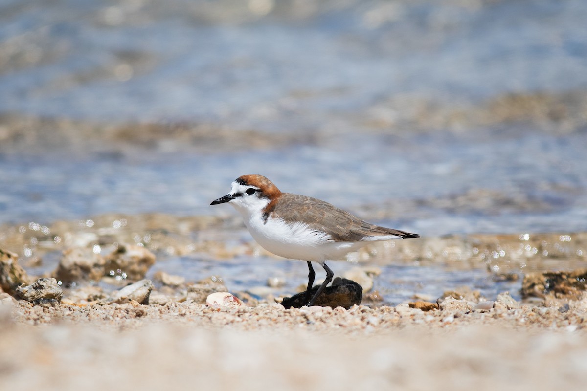 Red-capped Plover - ML191814691