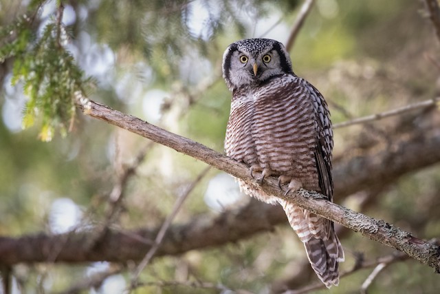 Chouette rayée - eBird