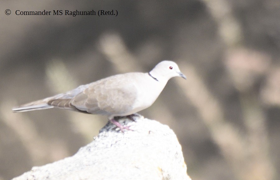Eurasian Collared-Dove - ML191820881