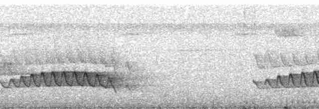Spotted Woodcreeper (Berlepsch's) - ML191826