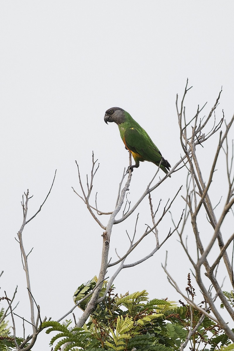 Senegal Parrot - kwame brown