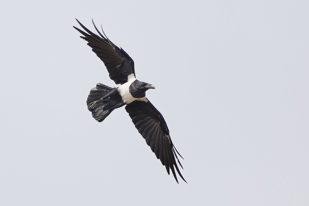 Pied Crow - kwame brown