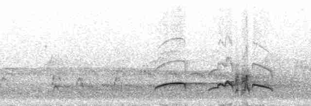 Copetón de Swainson - ML19183