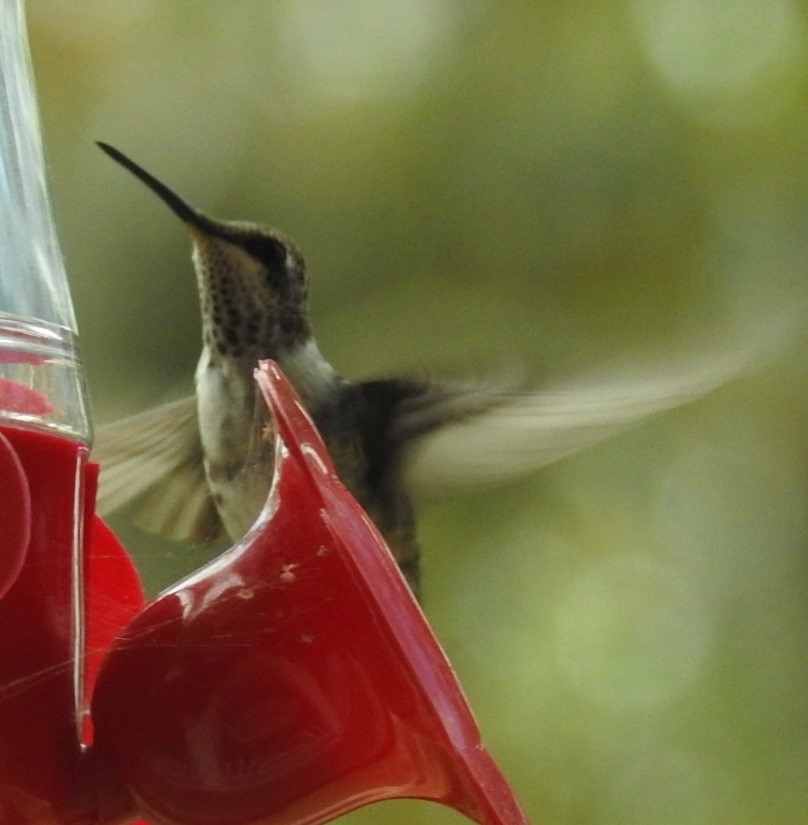 Ruby-throated/Black-chinned Hummingbird - ML191831631