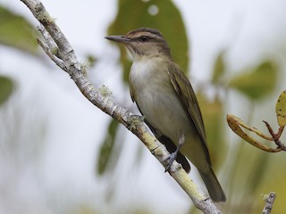  - Black-whiskered Vireo