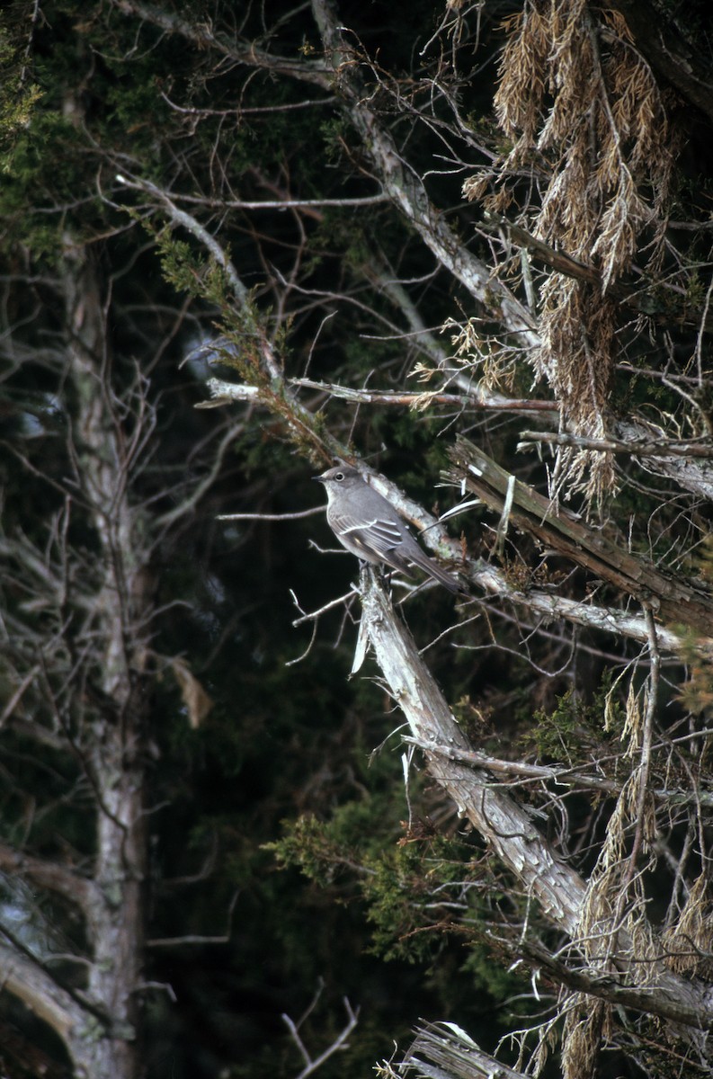 Townsend's Solitaire - ML191833631
