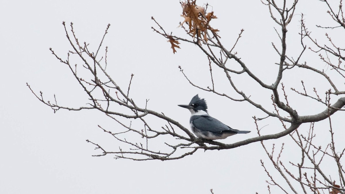 Belted Kingfisher - ML191835261